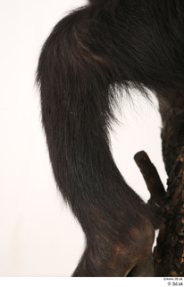 Chimpanzee Bonobo leg 0014.jpg